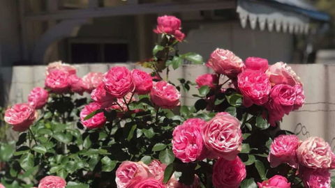 The Spa Cottage - Accommodation Burleigh 6