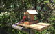 Rosella Cottage Waratah Bay - thumb 1