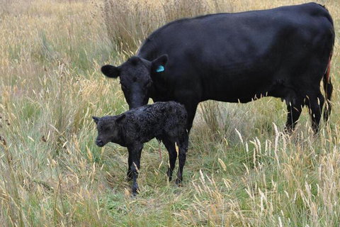 Roslyn House B & B - Accommodation Burleigh 2