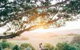 Cedia At Byron Bay Hinterland - thumb 0