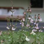 Serendipity On Allyn - Accommodation Burleigh 1