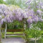 Amelina Cottages - Accommodation Burleigh 0