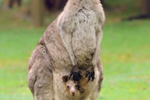 Halls Gap Lakeside Tourist Park - Accommodation Burleigh 1