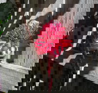 Latania Luxury Villas - Accommodation Burleigh