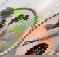 Golden Tree Cafe - Accommodation Burleigh