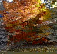 Stella Kitchen Chinese Take Away - Accommodation Burleigh