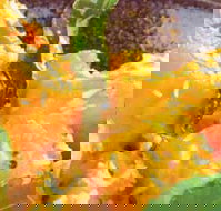 Spice Village - Accommodation Burleigh