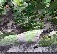 Nick Haselgrove Wines - Accommodation Burleigh