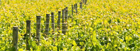 Curlewis Winery - Accommodation Burleigh 2