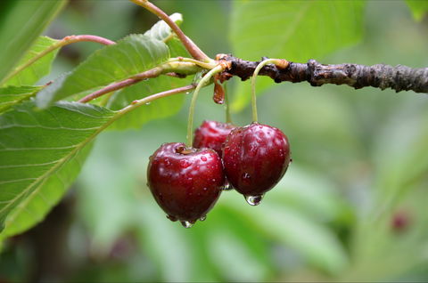 Red Hill Cherry Farm - Accommodation Burleigh 0