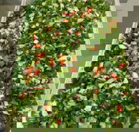 Just Chicken - Accommodation Burleigh