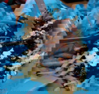 Howitt Street Bakehouse Wendouree - Accommodation Burleigh