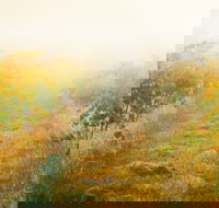 Poonawatta - Accommodation Burleigh