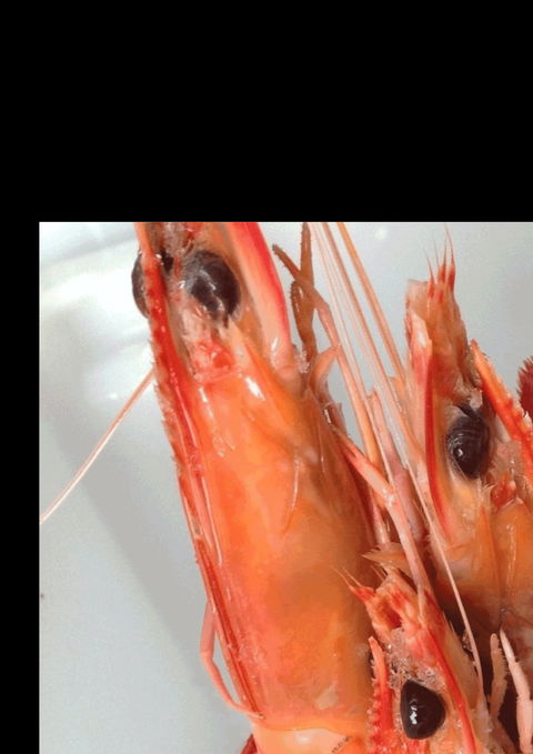 The Prawn Shack - Accommodation Burleigh 0