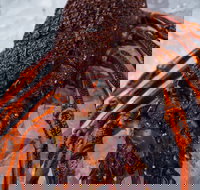 Lobster Shack Tasmania - Accommodation Burleigh