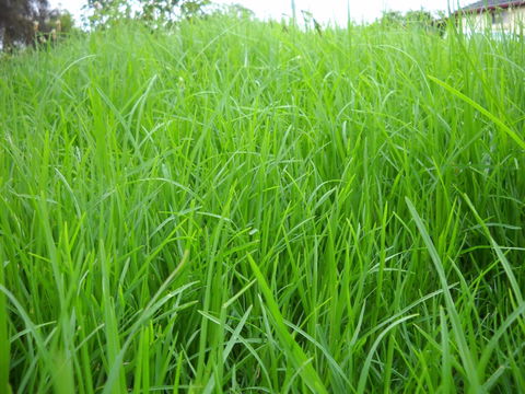 Aussie Home Cooked - Accommodation Burleigh 1