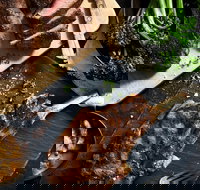 Outback Steakhouse Wollongong - Accommodation Burleigh