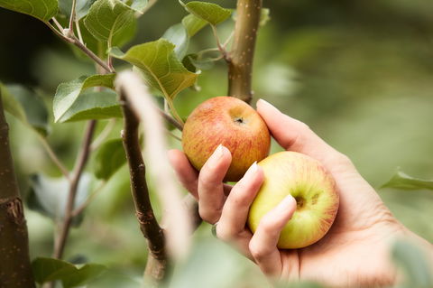St Ronan's Cider - Accommodation Burleigh 0