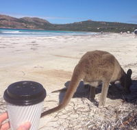 Lucky Bean - Accommodation Burleigh