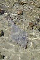 Shark Bay Ocean Park Aquarium - Accommodation Burleigh 1