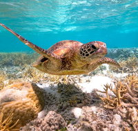 Heron Island Resort - Accommodation Burleigh