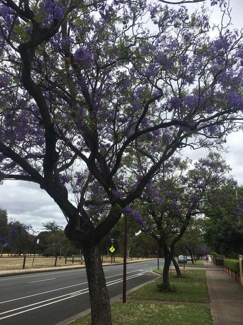 Adelaide Style Accommodation-Close To City-North Adelaide-3 Bdrm- FREE Parking - Accommodation Burleigh 34