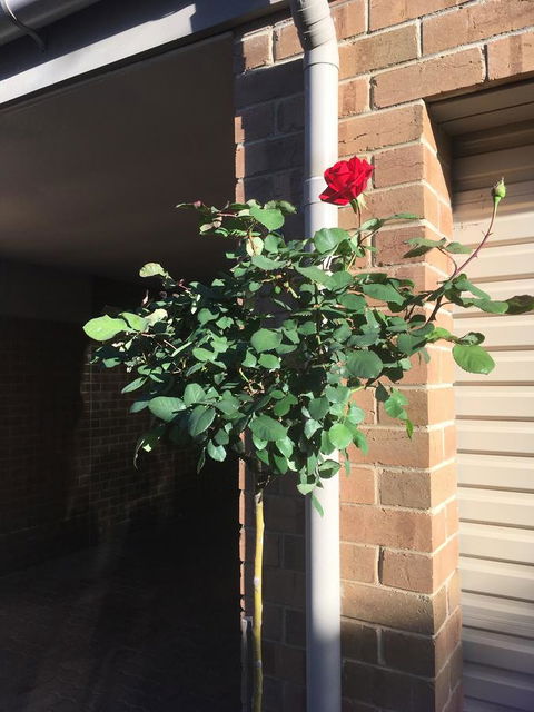 Adelaide Style Accommodation-Close To City-North Adelaide-3 Bdrm- FREE Parking - Accommodation Burleigh 21