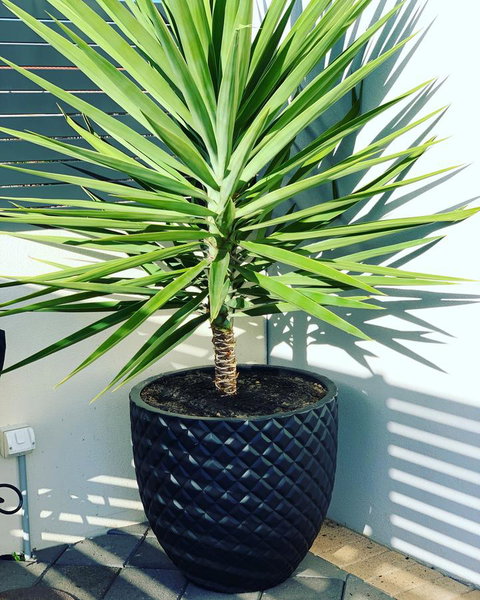 Seaview Sunset Holiday Apartments - Accommodation Burleigh 4