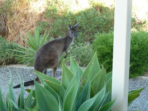SeaShells Penneshaw - Accommodation Burleigh 3