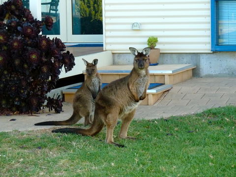 SeaShells Penneshaw - Accommodation Burleigh 29