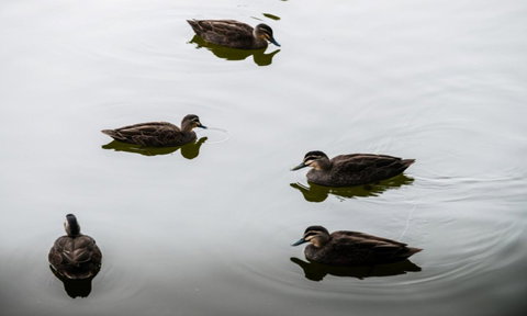 South Shores Yellowfin Villa 96 - South Shores Normanville - Accommodation Burleigh 4