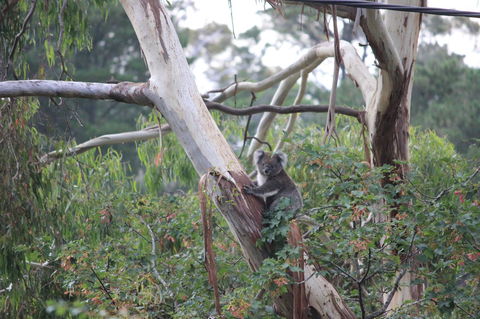 Pirralilla Estate Adelaide Hills - Accommodation Burleigh 24
