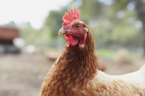 Eight Willows Retreat - Accommodation Burleigh 33