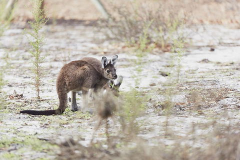 Eight Willows Retreat - Accommodation Burleigh 32