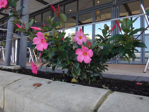 Mandurah Quay Resort - Accommodation Burleigh 34