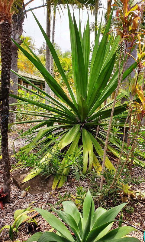 Ballina Beach Resort - Accommodation Burleigh 35