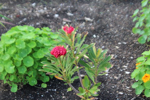 Red Waratah - Accommodation Burleigh 12