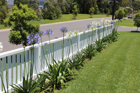 Red Waratah - Accommodation Burleigh 2