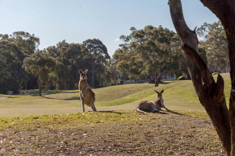 Horizons Retreat & Golf, Villa 133 - Accommodation Burleigh 18