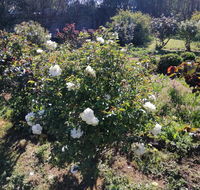 Carisbrook Country Retreat Motel - Accommodation Burleigh