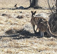 Clansman Motel - Accommodation Burleigh