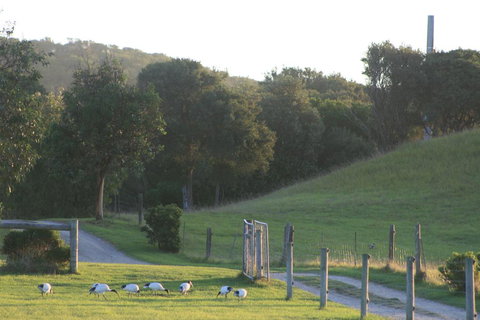 Driftwood Villas - Accommodation Burleigh 1