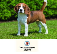 Fig Tree Retro Studio - Accommodation Burleigh