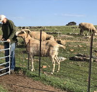 Gilgraves Vineyard Farmstay - Accommodation Burleigh