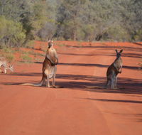 Gundabooka National Park Cottages - Accommodation Burleigh