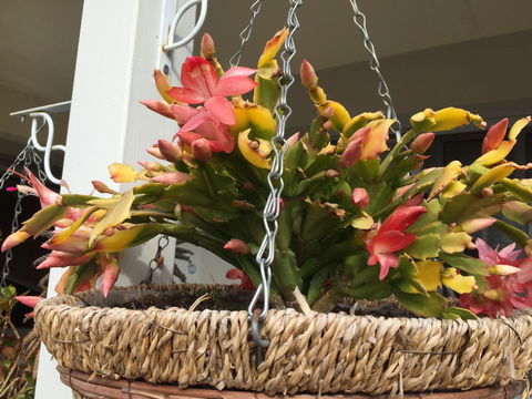 Lakeside Views - Accommodation Burleigh 13