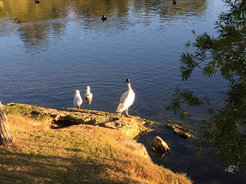 Lakeside Views - Accommodation Burleigh 19