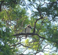 Jacaranda Hideaway Bed  Breakfast - Accommodation Burleigh