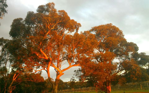 Hotham Ridge Estate - Accommodation Burleigh 35