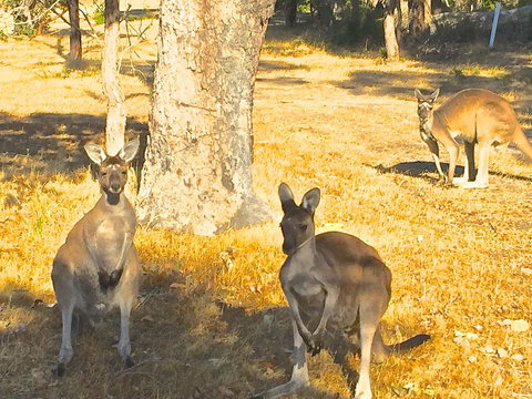 Sandpiper Retreat - Accommodation Burleigh 37